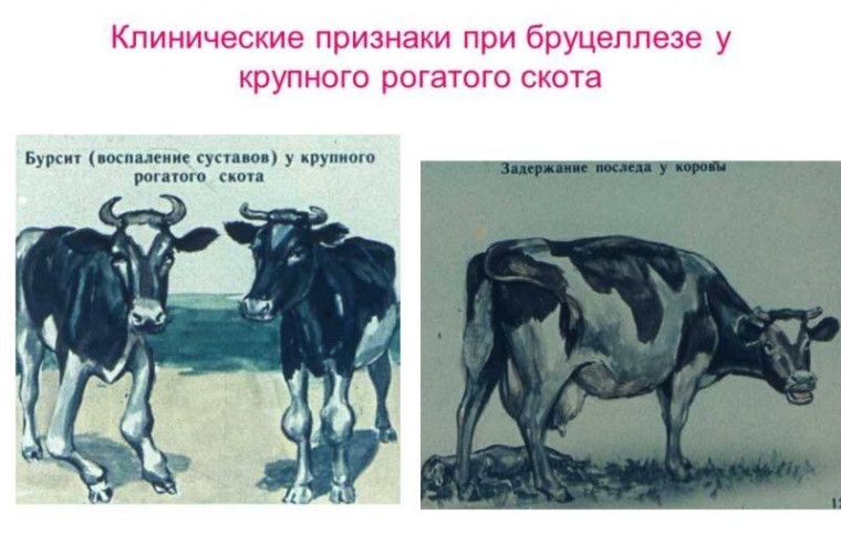 Бруцеллез — это опасно!. Бруцеллез — это опасно!.